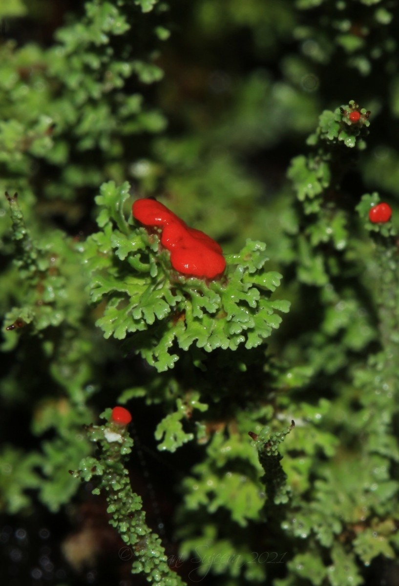 Cladonia